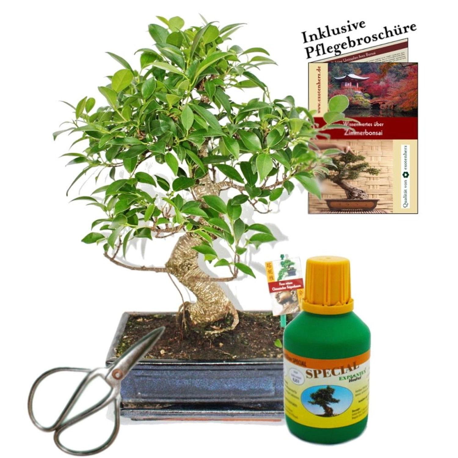 Exotenherz Bonsai Chinesischer Feigenbaum Ficus Retusa ca. 10 Jahre 25cm Schale Geschenk-Set Mit Schere Und Dünger