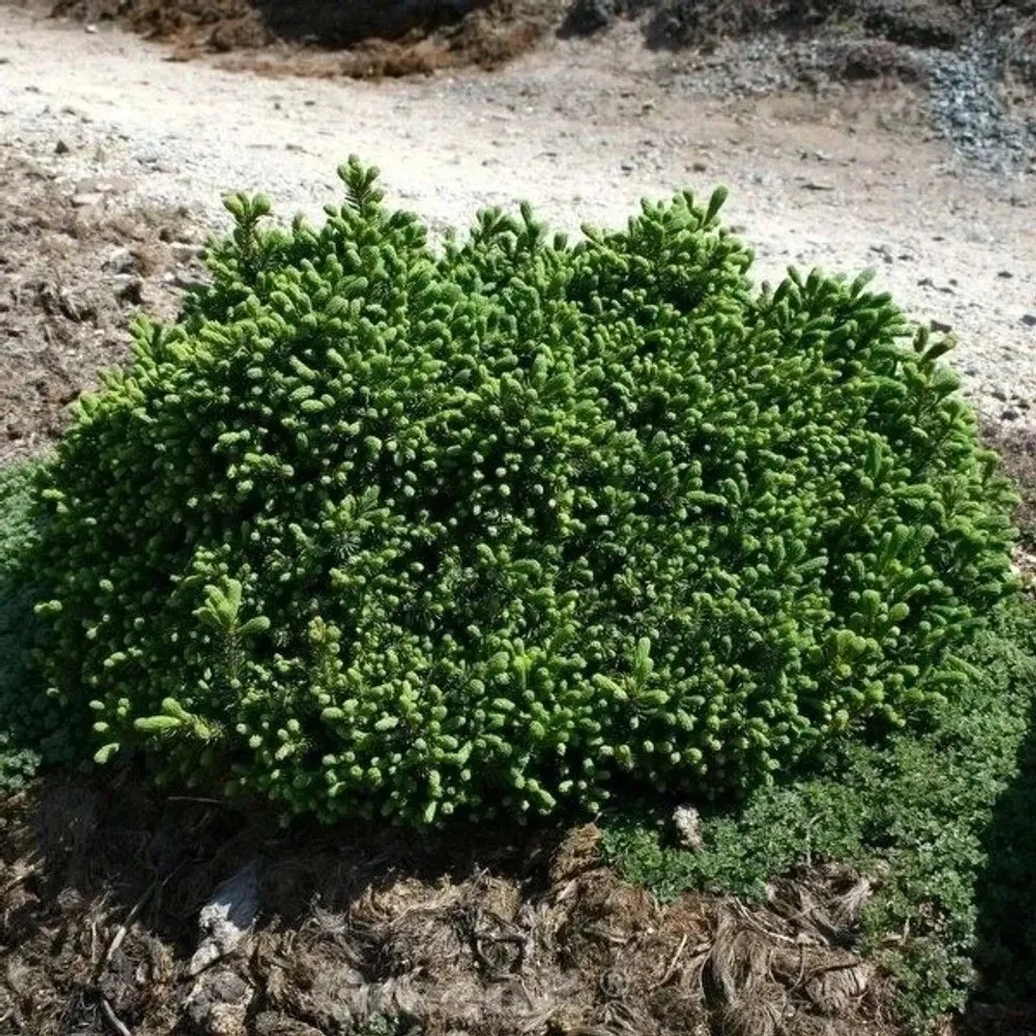 Blaue Igelfichte 20-25cm - Picea glauca