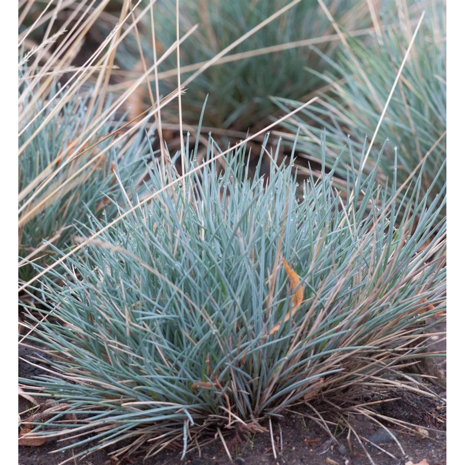 Stachel Schwingel - Festuca punctoria günstig online kaufen