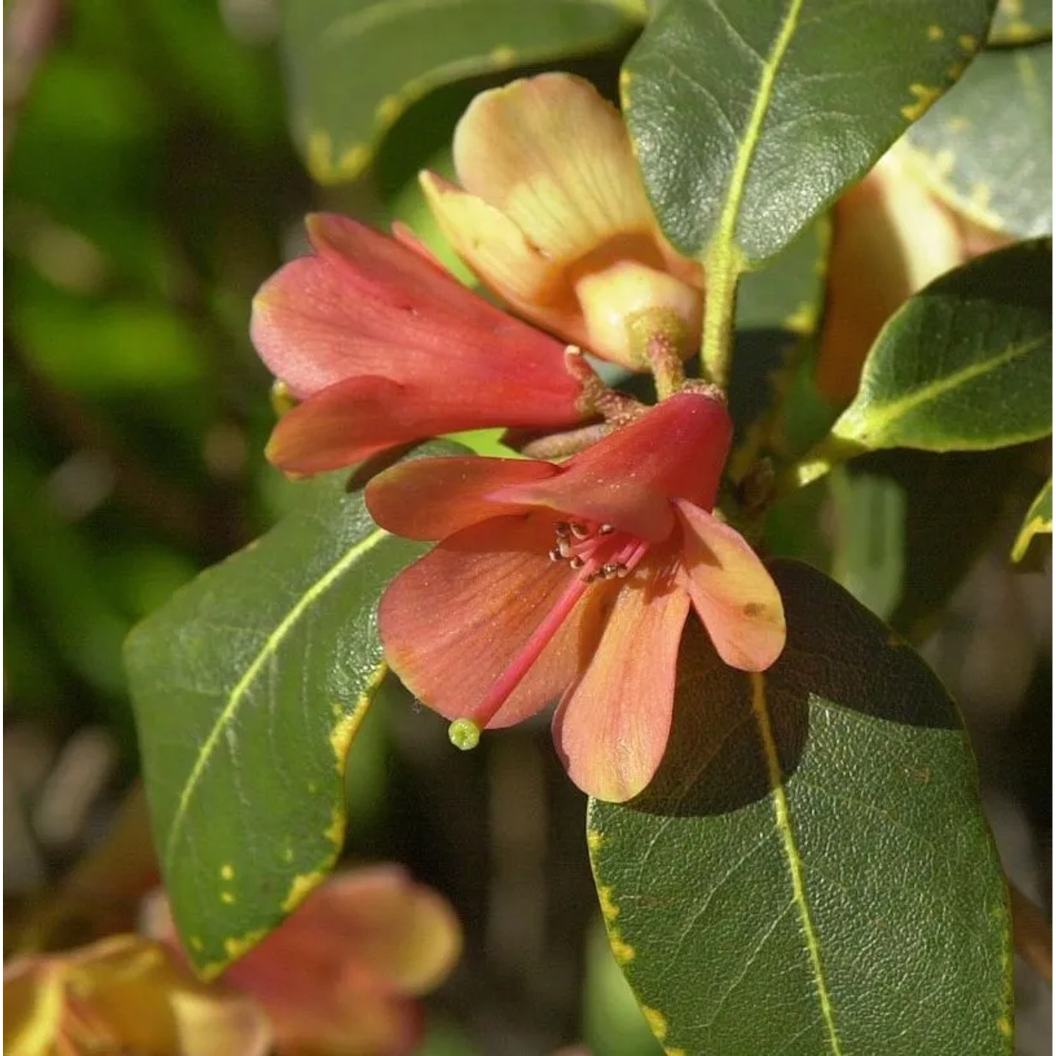 Wildarten Rhododendron Trewithen Orange 40-50cm - Rhododendron cinnabarinum