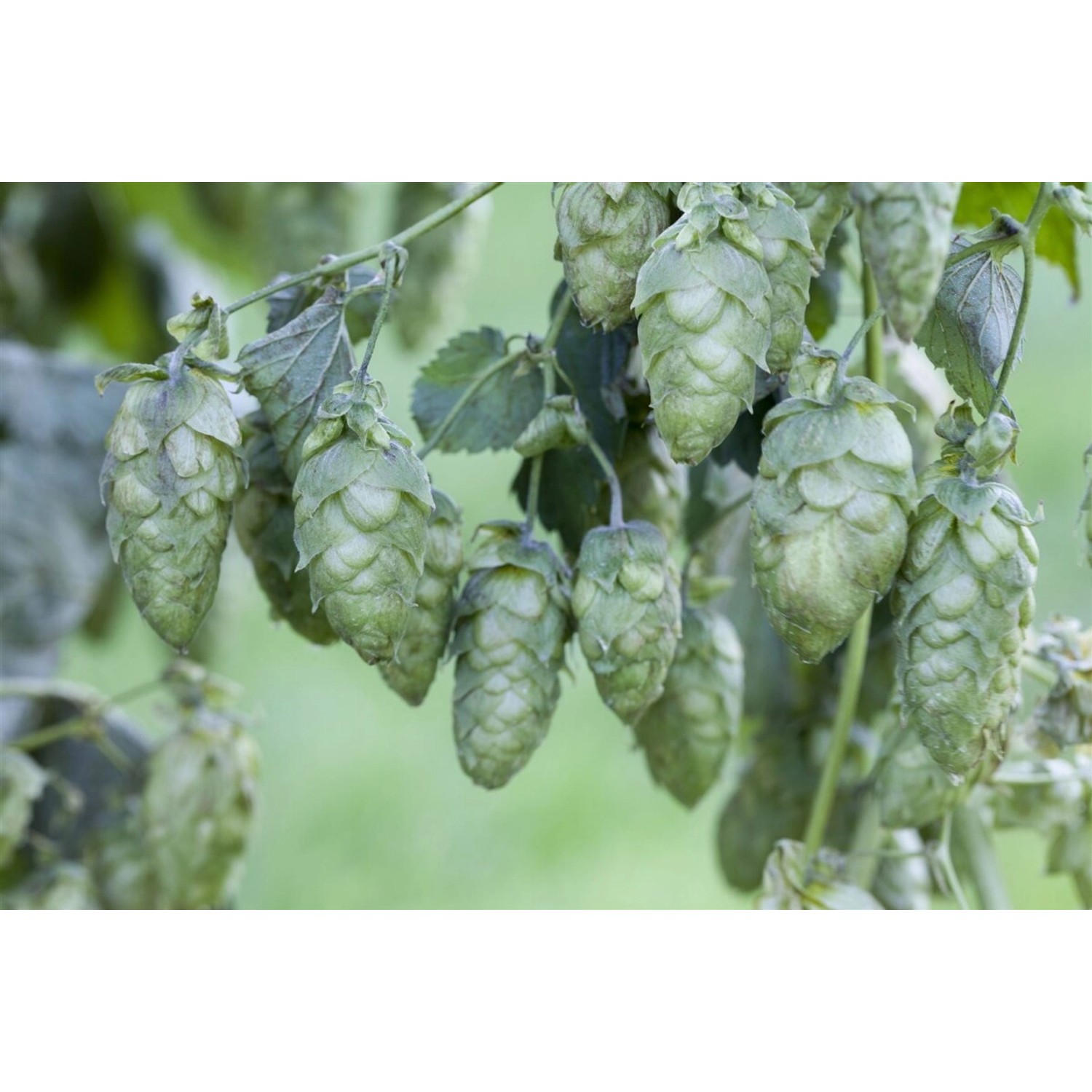Humulus Lupulus Hopfen 150–200 cm günstig online kaufen