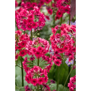 Leuchtend rote Etagenprimel (Primula Japonica) im 9x9 cm Topf. Blühende Zimmerpflanze für farbenfrohe Akzente.
