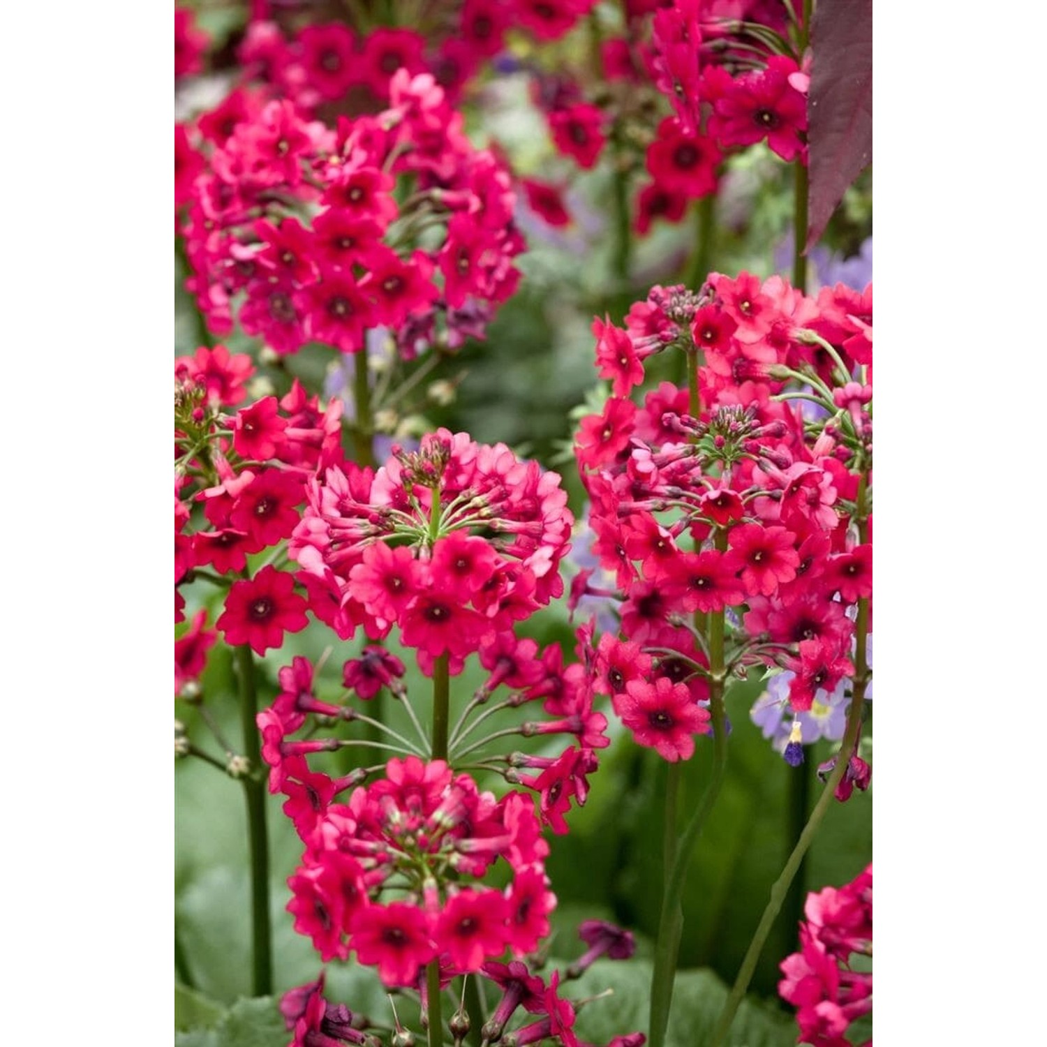 Primula Japonica Etagenprimel Ca. 9x9 cm Topf günstig online kaufen