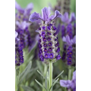Detailaufnahme Schopflavendel (Lavandula Stoechas) im 9x9 cm Topf, violette Blüten.
