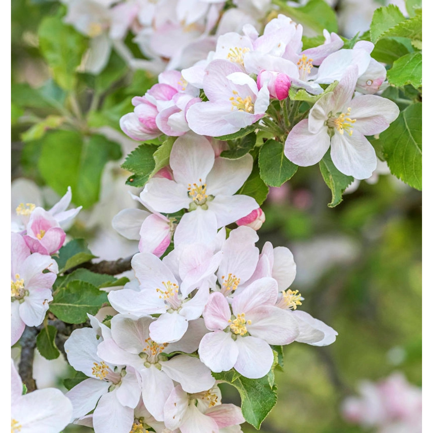 Hochstamm Zier Apfelbaum Pomzai 60-80cm - Malus