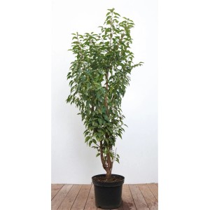 Portugiesischer Kirschlorbeer Prunus lusitanica, 80-100 cm, im Topf. Immergrüne Heckenpflanze.