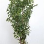 Portugiesischer Kirschlorbeer Prunus lusitanica, 80-100 cm, im Topf. Immergrüne Heckenpflanze.