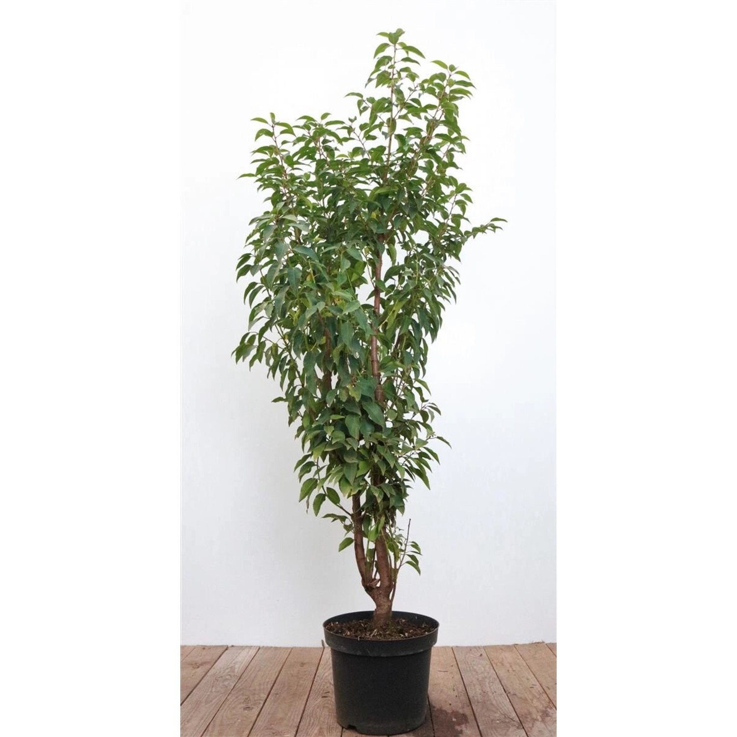 Prunus lusitanica 80-100 cm günstig online kaufen