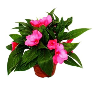 Edel-Lieschen 'Exotenherz' im 12cm Topf, 3er Set mit bunten, pinken Blüten und grünen Blättern.