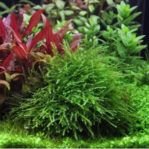 Grüne Dennerle Aquariumpflanze Taxiphyllum Gigant In-Vitro im Aquarium.