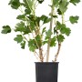 Stachelbeere Captivator im Topf, ca. 20-30 cm hoch, rote Beeren, fast stachellos.