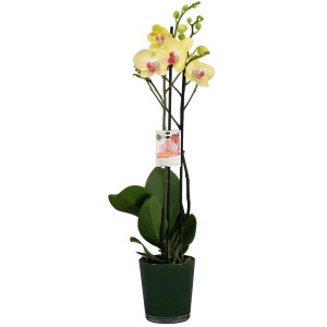 Gelbe Schmetterlingsorchidee (Phalaenopsis) im Topf, ca. 60-70 cm hoch. Zimmerpflanze mit Blütenrispen.