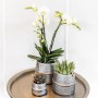 Kolibri Pflanzenset mit weißer Orchidee und Sukkulente in silbernen Groove Töpfen.