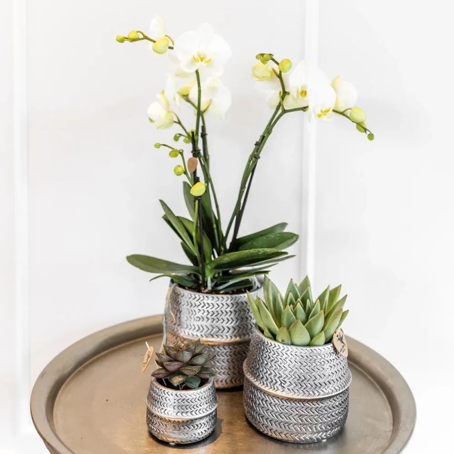 Kolibri Pflanzenset mit weißer Orchidee und Sukkulente in silbernen Groove Töpfen.