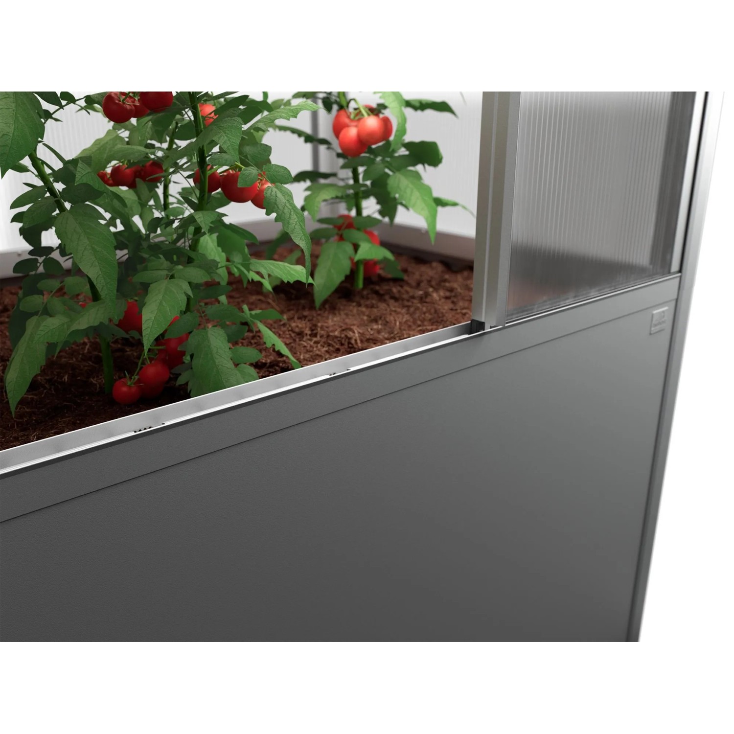 Biohort Florentina Gewächshausaufsatz für Hochbeet, Quarzgrau-Metallic, mit Tomatenpflanzen.