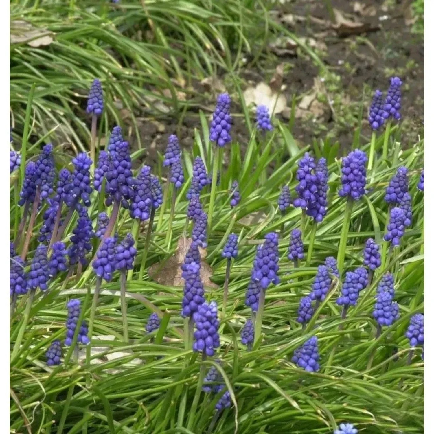 Armenische Traubenhyazinthe - Muscari armeniacum