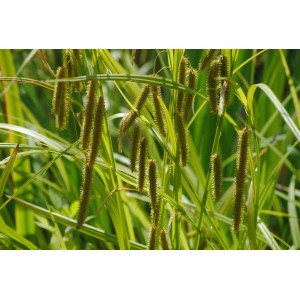 Nahaufnahme der Scheinzypergras-Segge (Carex pseudocyperus) mit grünen Blättern und ährenartigen Blütenständen.