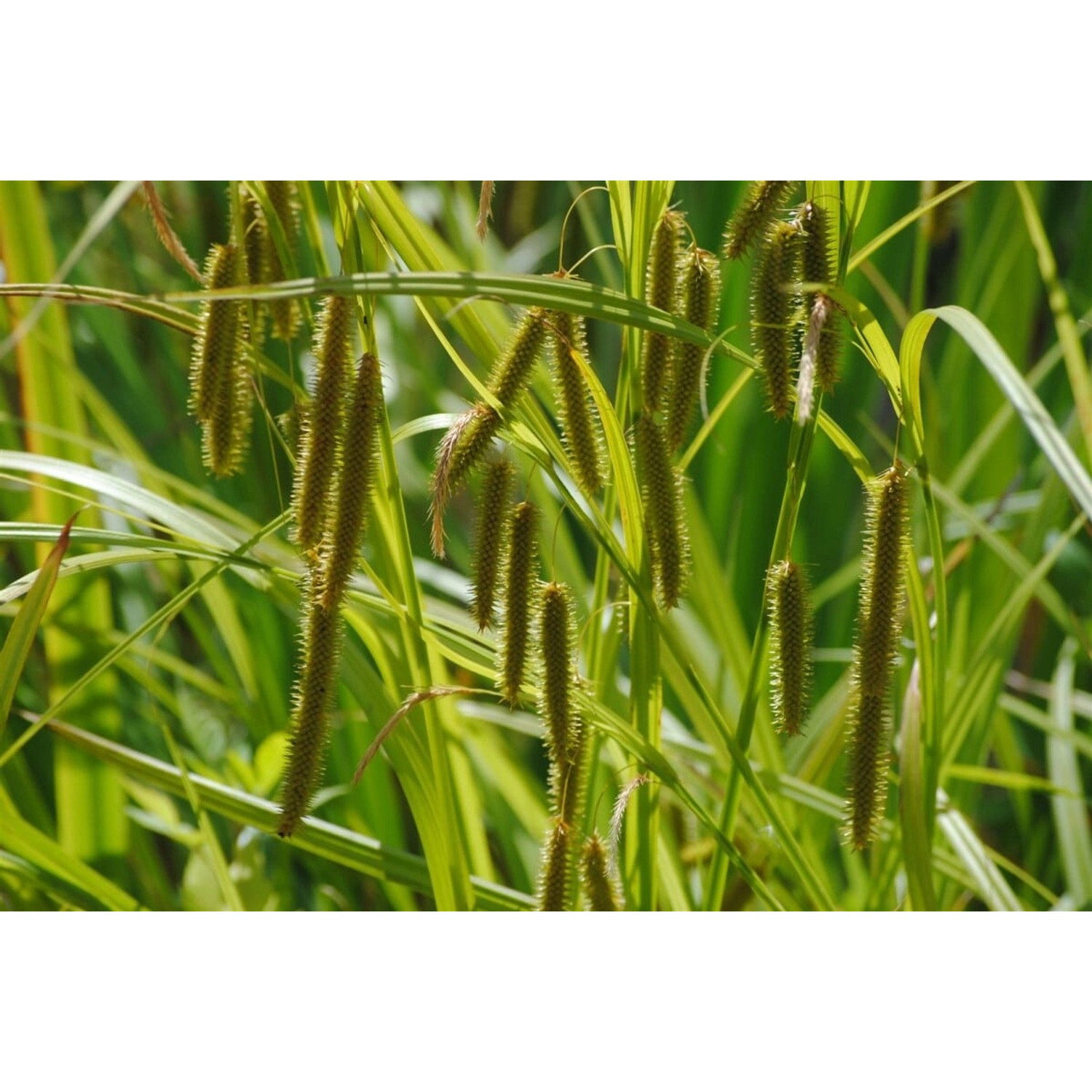 Carex Pseudocyperus Scheinzypergras-Segge Ca. 9x9 cm Topf günstig online kaufen