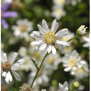 Nahaufnahme der weißen Blüten der Hochland Aster Goldrute (Solidago ptarmicoides).