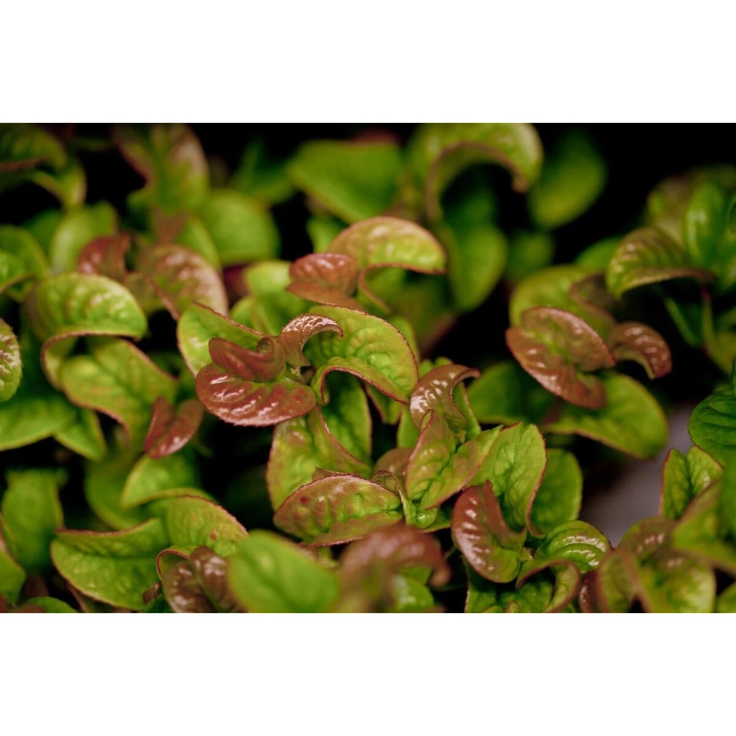 Leucothoe Axillaris Curly Red Traubenmyrte Rot 20–30 cm günstig online kaufen
