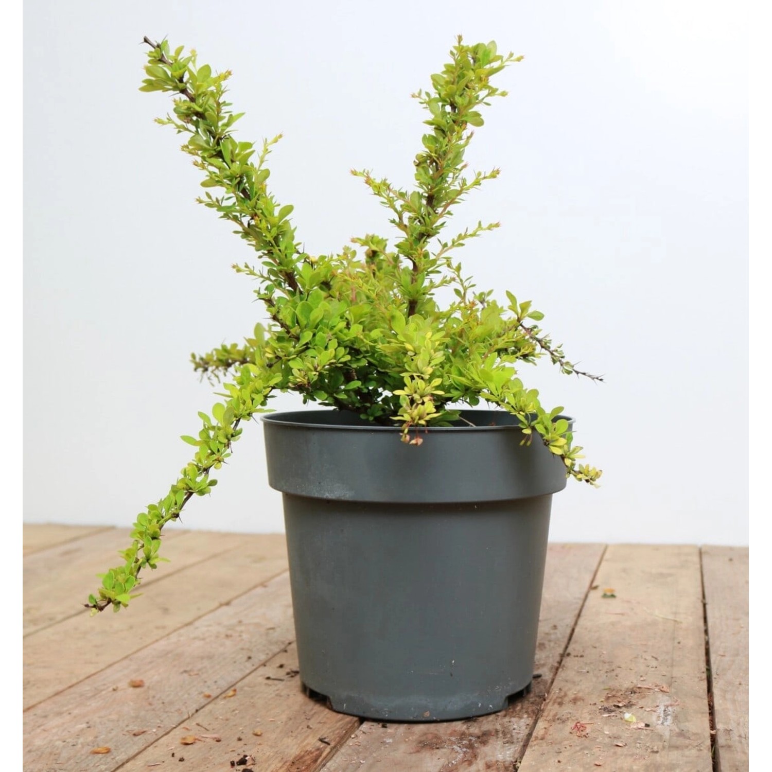 Berberis Thunbergii Sunsation Gelbbunte Heckenberberitze 20–25 cm günstig online kaufen