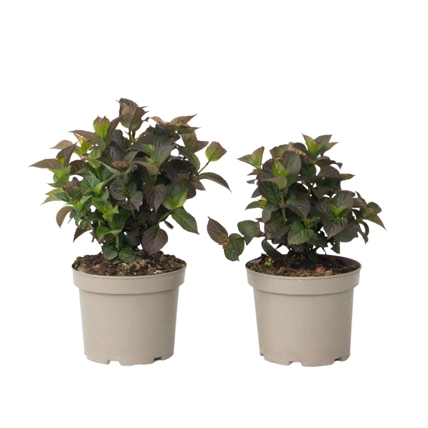 Plant In A Box Hortensien X2  Hydrangea Serrata 'Dare Devil' Höhe 25cm Ø19 Rot