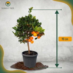 Orangenbaum (90 cm) im Topf mit reifen, orangefarbenen Früchten und grünen Blättern.