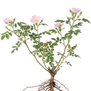 Hundsrose Rosa Canina Pflanze mit Wurzeln, rosa Blüten, grünen Blättern und roten Hagebutten. Ideal als Heckenstrauch.