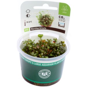 Dennerle Aquariumpflanze Marsilea Hirsuta im Topf, eine attraktive Vordergrundpflanze.