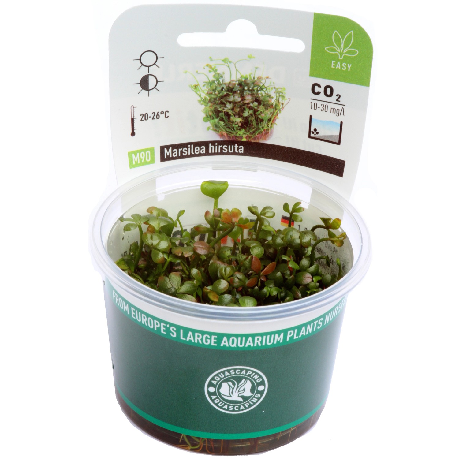 Dennerle Plants Aquariumpflanze Marsilea Hirsuta In-Vitro