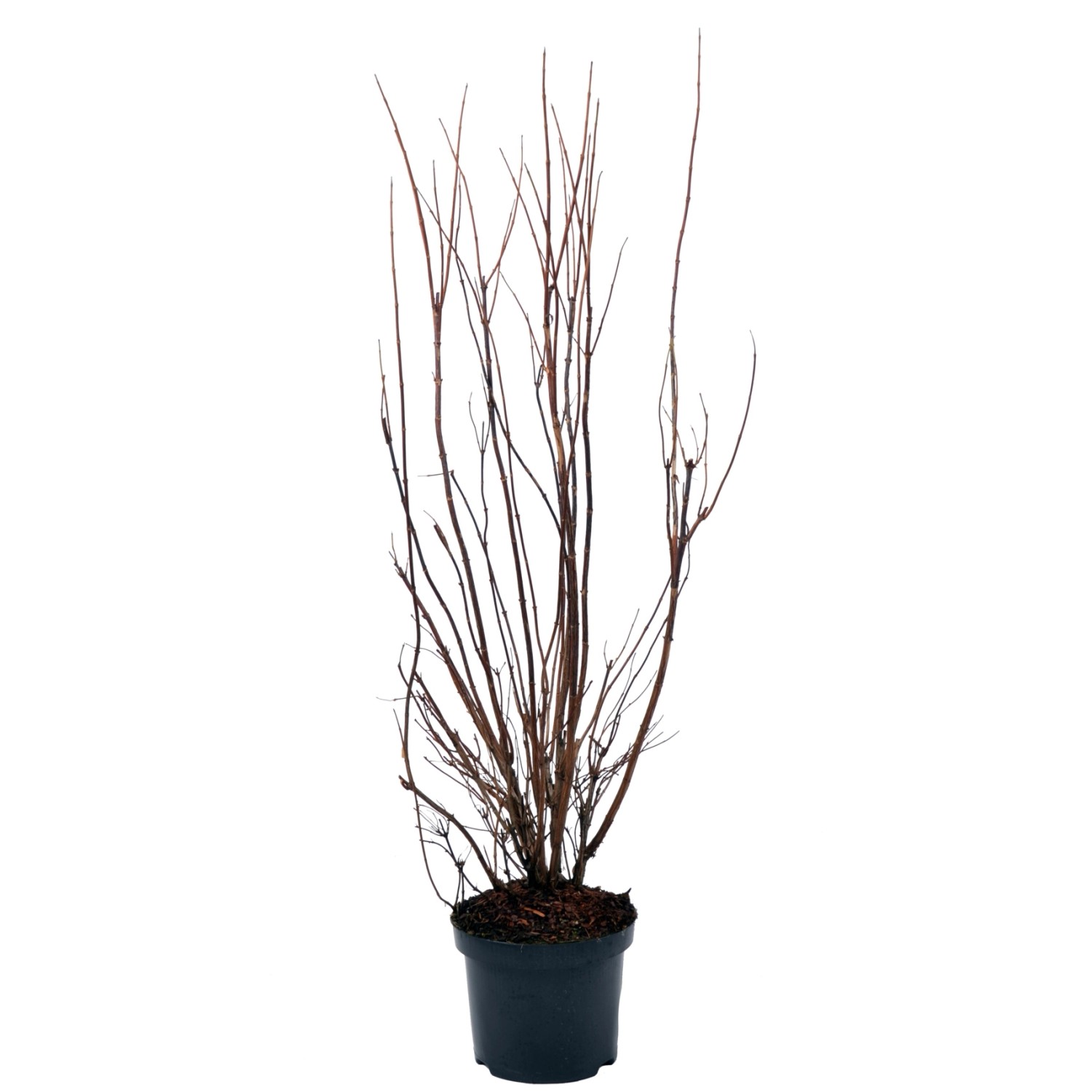 Sternchenstrauch Plena Höhe ca. 60-80 cm Topf ca. 4,5 l Deutzia scabra günstig online kaufen