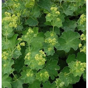 Gelbgrüner Frauenmantel (Alchemilla xanthochlora), eine Staude mit grünen Blättern und gelben Blüten.