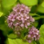 Nahaufnahme der rosa Blüten und goldgelben Blätter der Japanischen Spiere Goldflame.