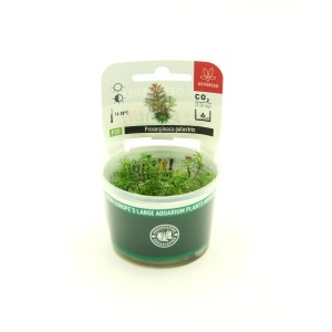 Dennerle Aquariumpflanze Proserpinaca Palustris In-Vitro im Topf, grüne Wasserpflanze.