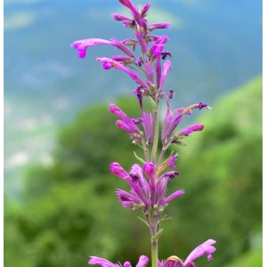 Mexikanische Agastache Sangria Staude mit rosafarbenen Blüten vor grünem Hintergrund.