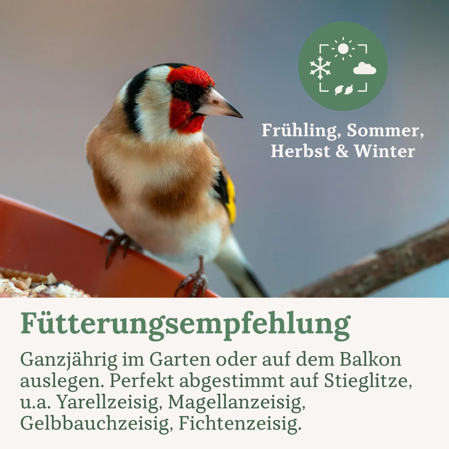 Stieglitz auf Futterschale mit Wildvogelfutter.