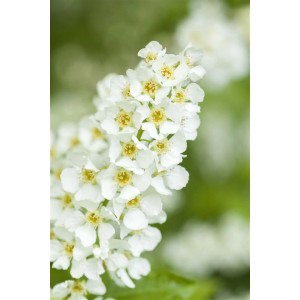 Nahaufnahme der weißen Blüten der Prunus Padus Traubenkirsche, duftender Hausbaum.