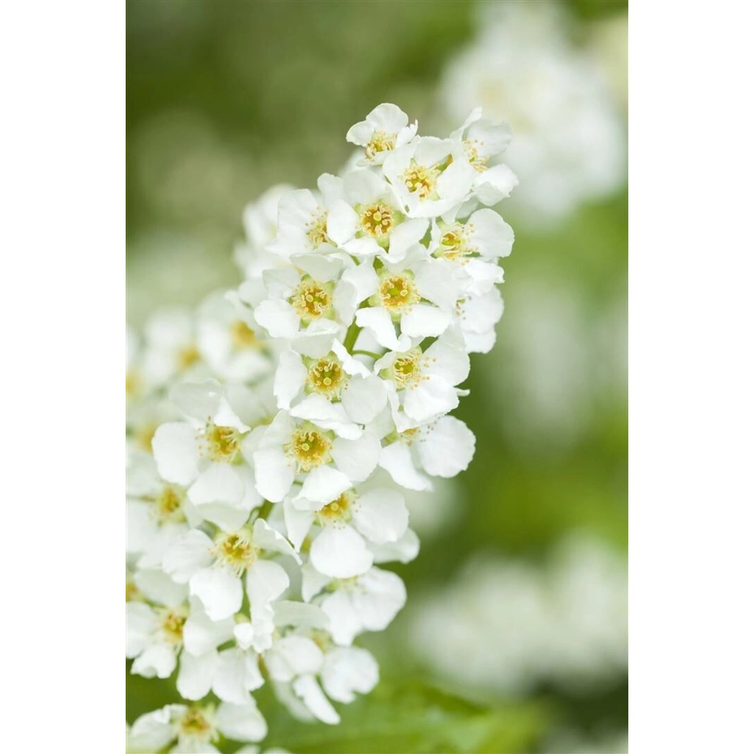 Prunus Padus Traubenkirsche 60–100 cm Duftend günstig online kaufen