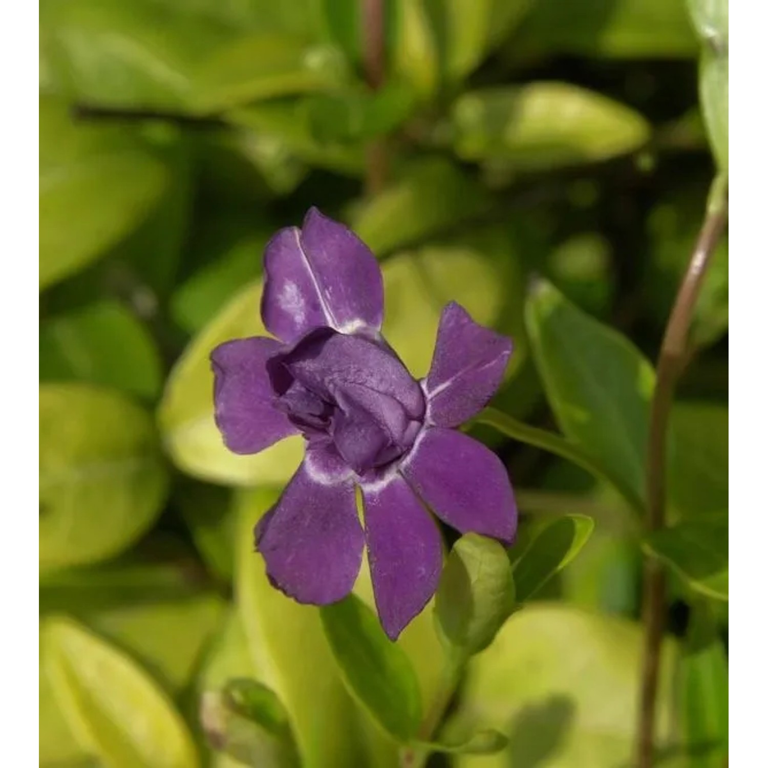 Kleinblättriges Immergrün Multiplex - Vinca minor