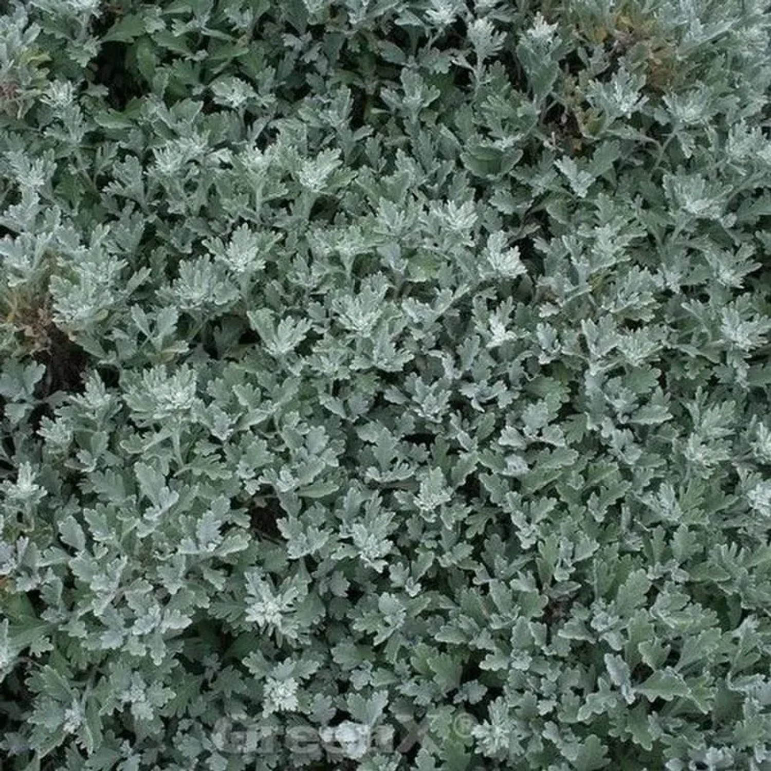 Gabelblatt  - Artemisia stelleriana