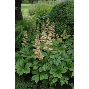 Rodgersia Aesculifolia Schaublatt im Garten mit großen Blättern und cremefarbenen Blüten.