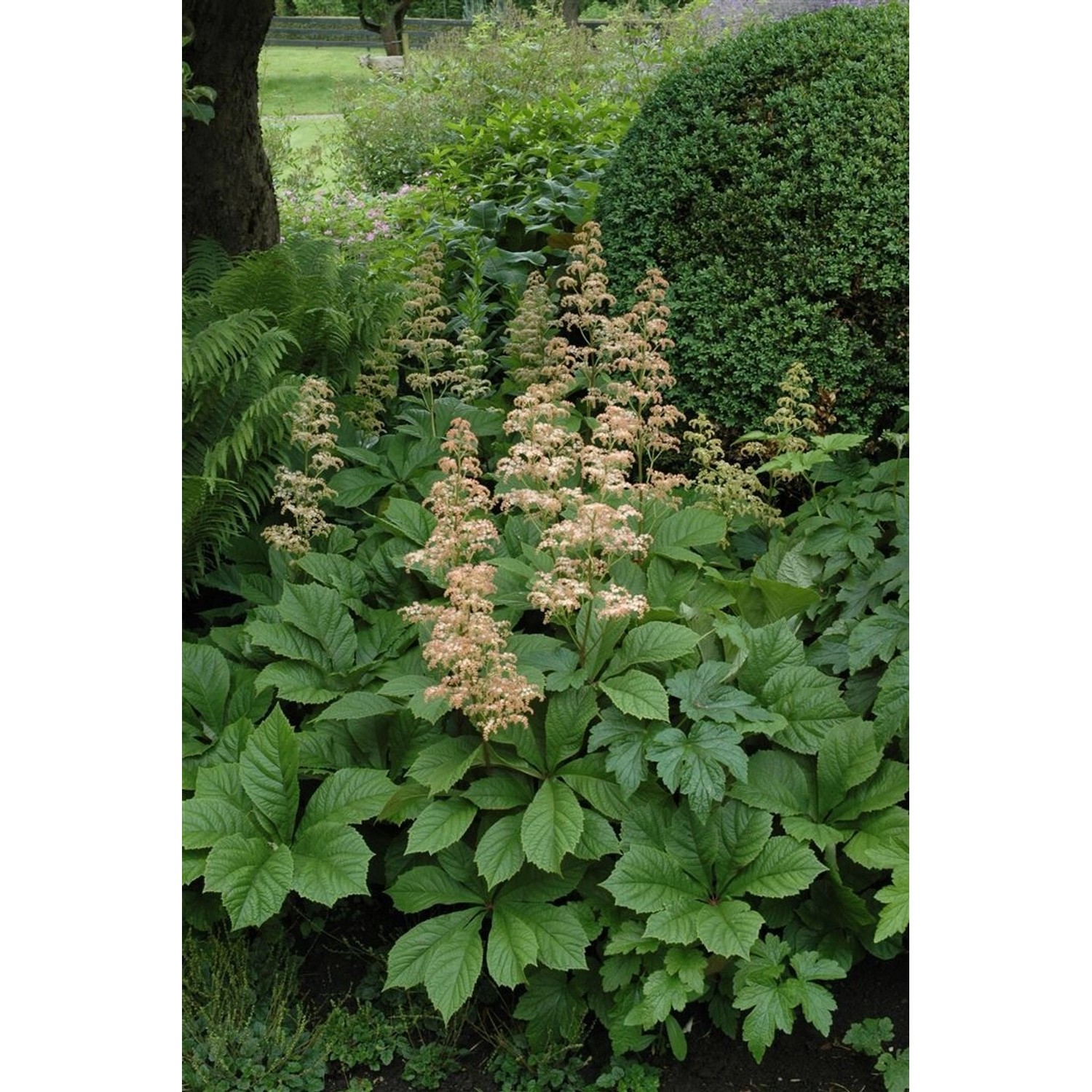 Rodgersia Aesculifolia Schaublatt Ca. 11x11 cm Topf günstig online kaufen