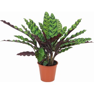 Korbmarante Calathea lancifolia im Topf, grüne Zimmerpflanze mit auffälliger Blattmusterung.
