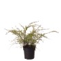 Spierstrauch Grefsheim im Topf, ca. 50-60 cm hoch, mit zarten weißen Blüten.
