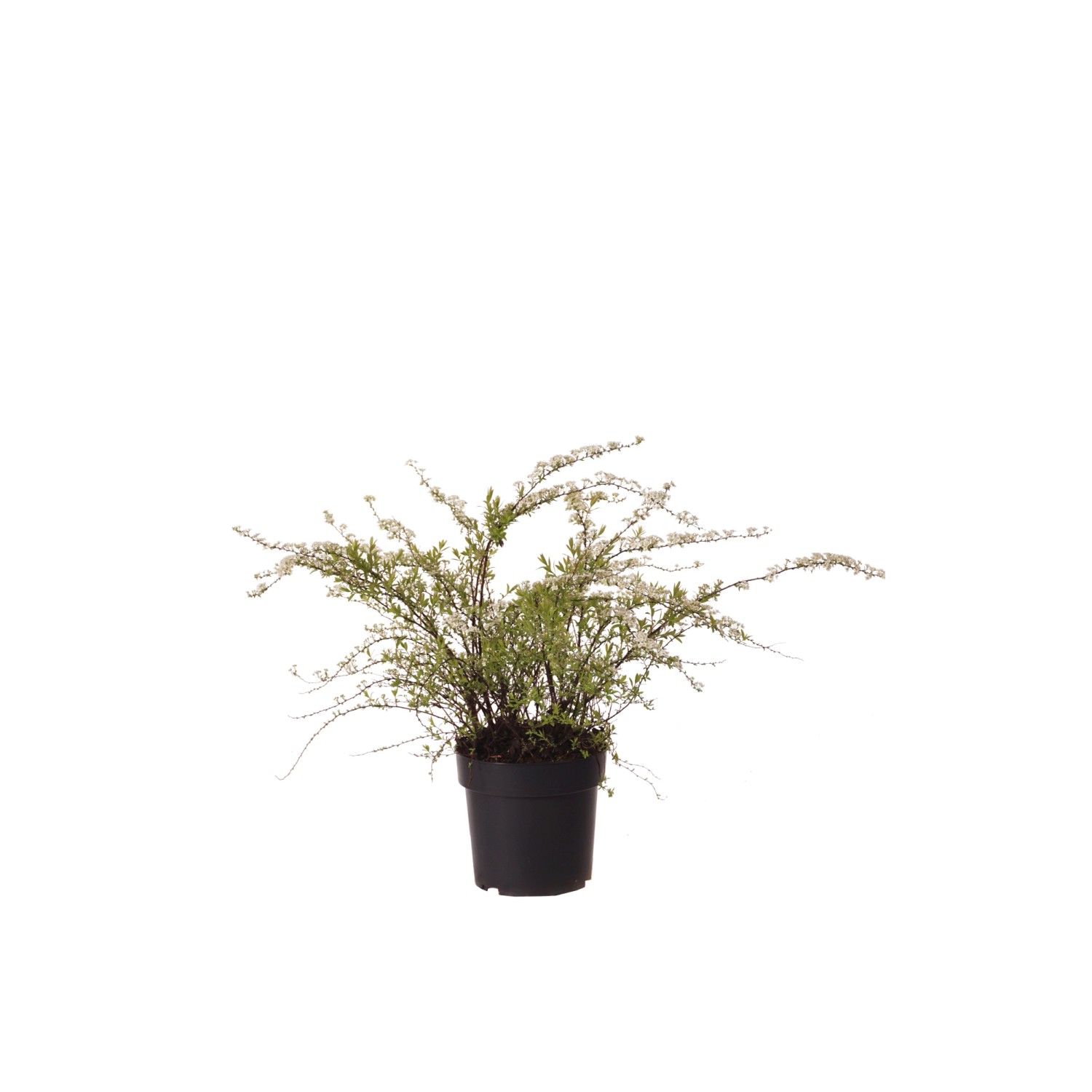 Spierstrauch Grefsheim Höhe ca. 50-60 cm Topf ca. 4,5 l Spiraea cinerea günstig online kaufen