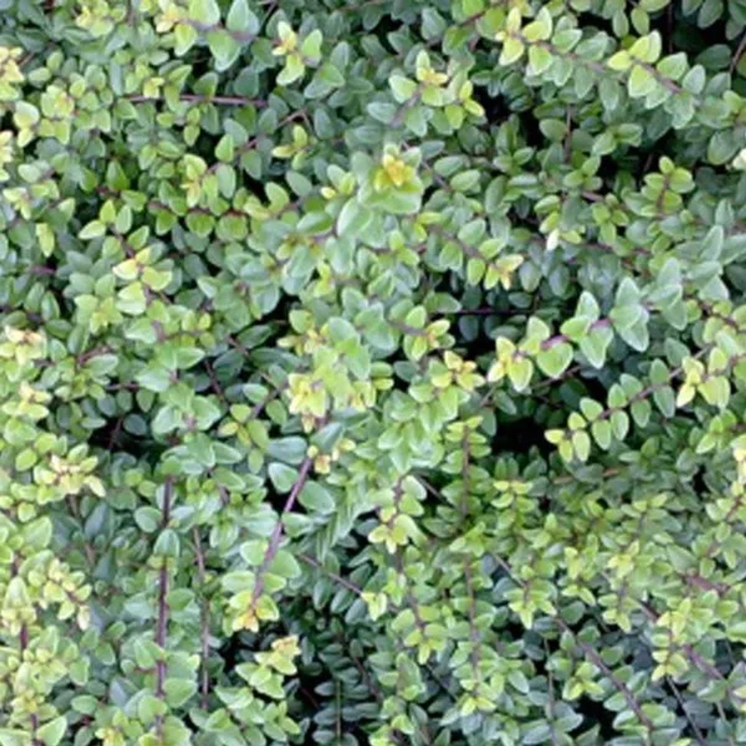 Heckenmyrte 'Ernest Wilson' Lonicera nitida 15 bis 20 cm im Container Schnittverträglich