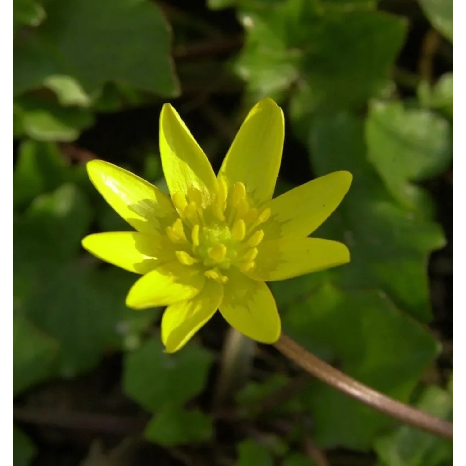 Scharbockskraut - Ficaria verna