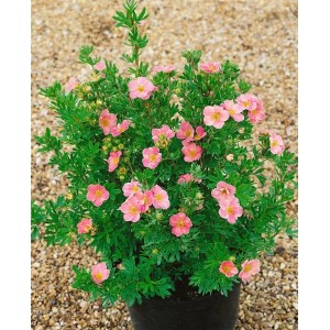 Rosa Potentilla Fingerstrauch im 9x9 cm Topf, blühende Zimmerpflanze mit zarten rosa Blüten.