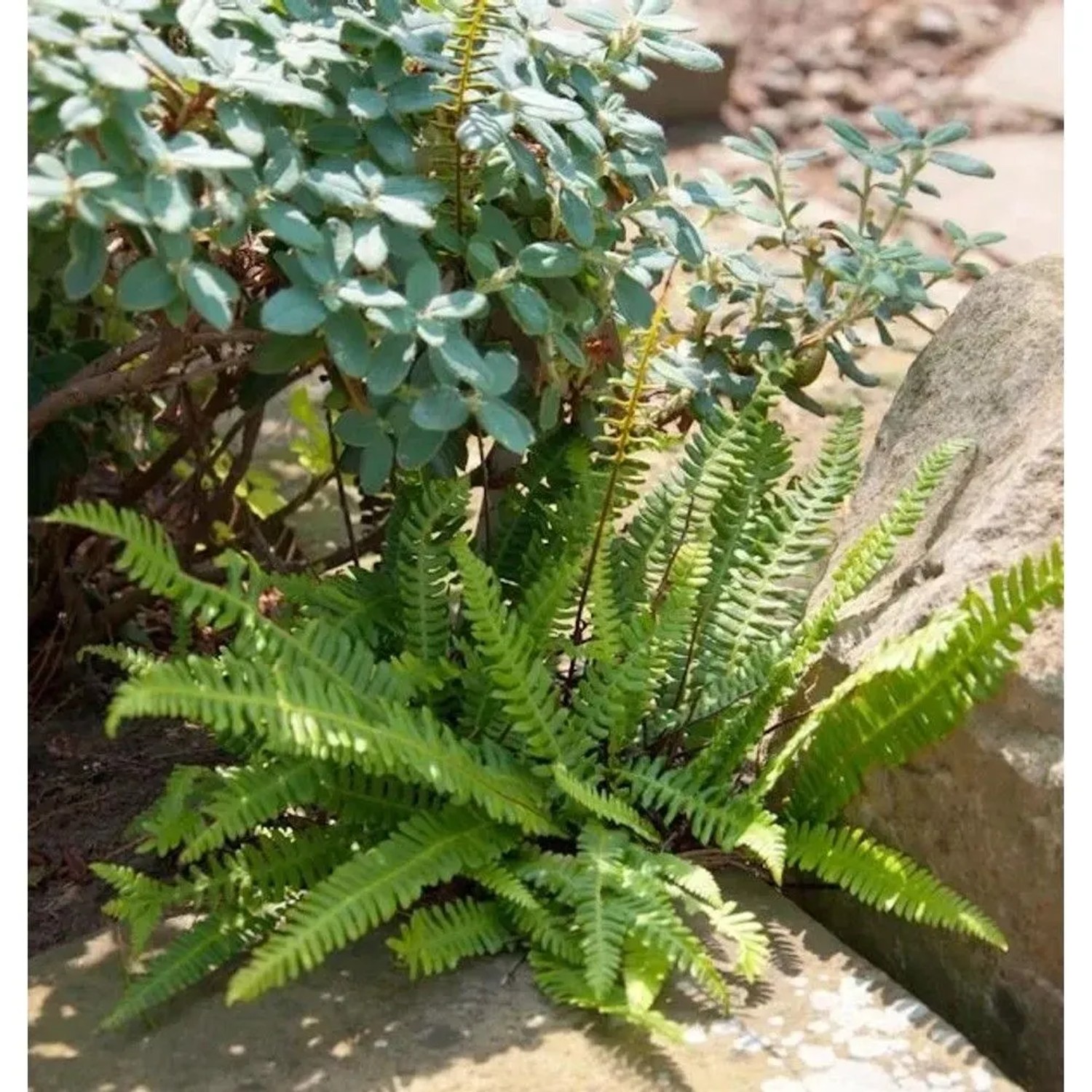 Rippenfarn - Blechnum spicant
