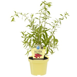 Blu Goji-Beere im Topf (ca. 12 cm Ø) mit grünen Blättern und gelbem Topf.